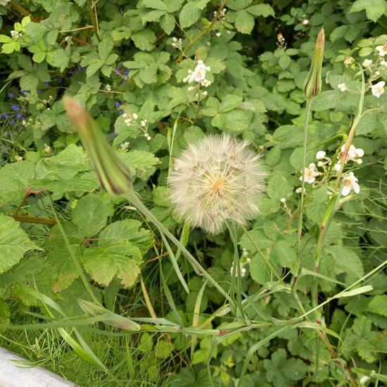 Tragopogon pratensis: Plant in nature in the NatureSpots App