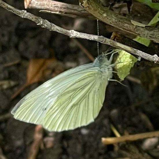 Pieris rapae: Animal in habitat Garden in the NatureSpots App