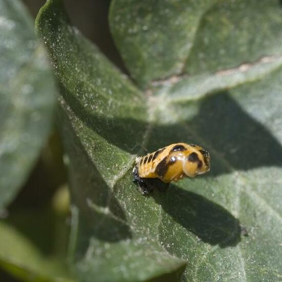 Harmonia axyridis: Animal in habitat Garden in the NatureSpots App