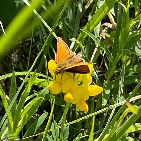 Essex Skipper: Animal in habitat Natural Meadow in the NatureSpots App