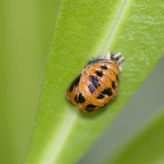 Harmonia axyridis: Animal in habitat Garden in the NatureSpots App