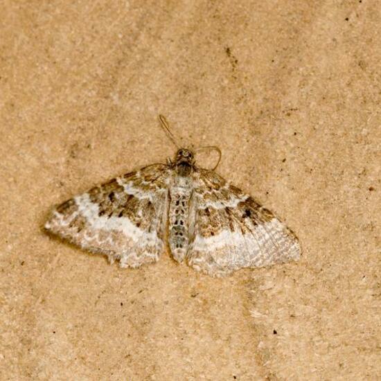 Common Carpet: Animal in habitat Garden in the NatureSpots App