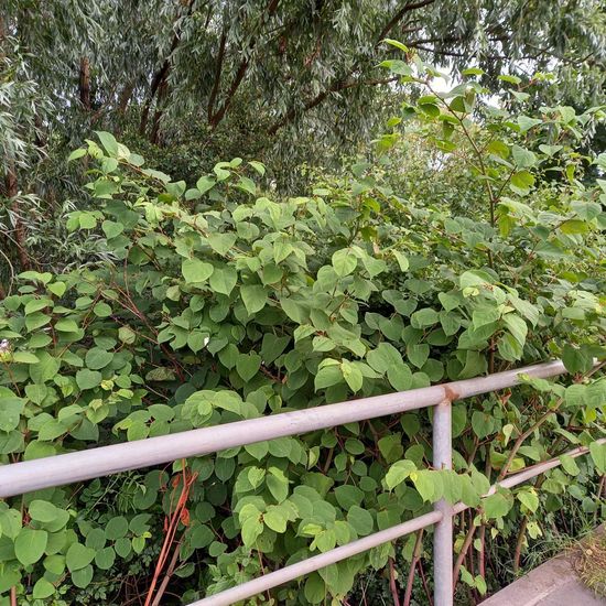 Fallopia japonica: Plant in habitat Road or Transportation in the NatureSpots App