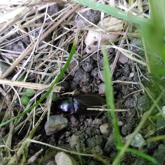 Harpalus rufipes: Animal in habitat City or Urban habitat in the NatureSpots App