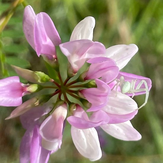 Misumena vatia: Animal in habitat Natural Meadow in the NatureSpots App