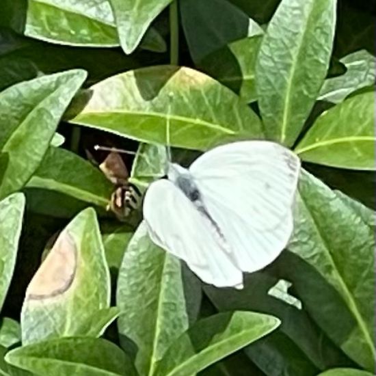 Pieris rapae: Animal in habitat Garden in the NatureSpots App