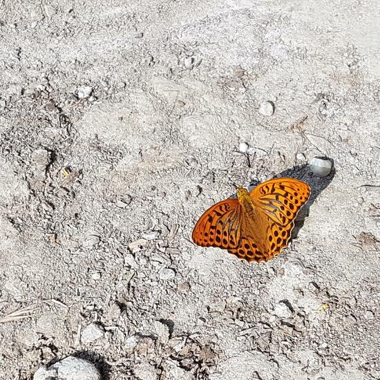 Argynnis paphia: Animal in habitat Riparian forest in the NatureSpots App