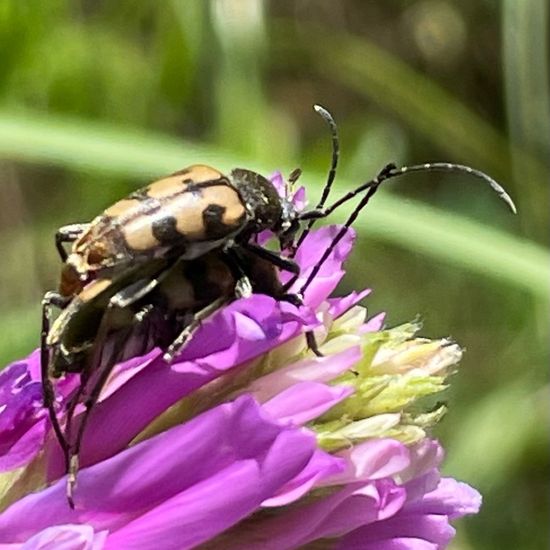 Cerambycidae: Animal in habitat Natural Meadow in the NatureSpots App