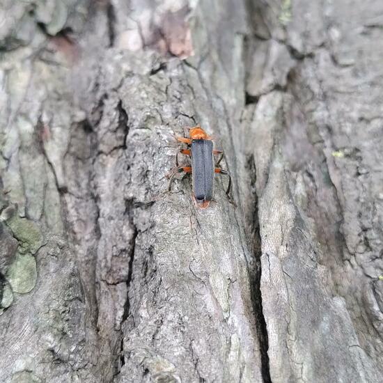 Cantharis livida: Animal in habitat Garden in the NatureSpots App