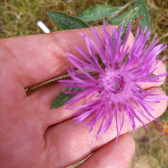 Centaurea jacea: Plant in nature in the NatureSpots App