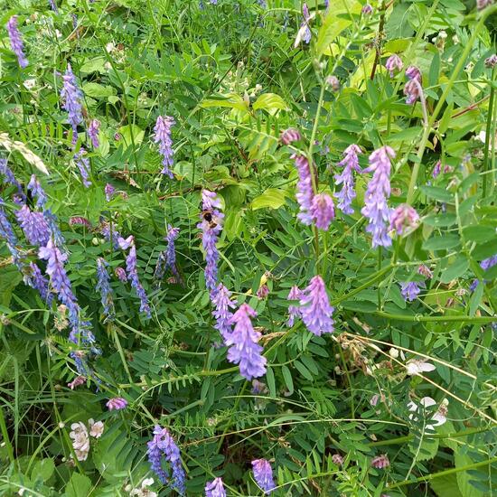 Vicia cracca: Plant in habitat Road or Transportation in the NatureSpots App