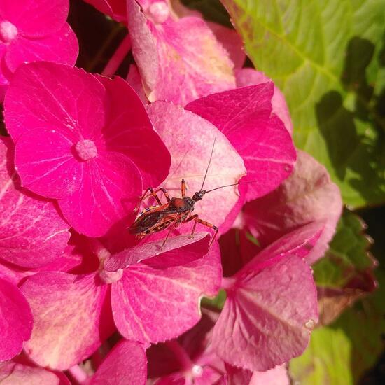 Rhynocoris iracundus: Animal in habitat Flowerbed in the NatureSpots App