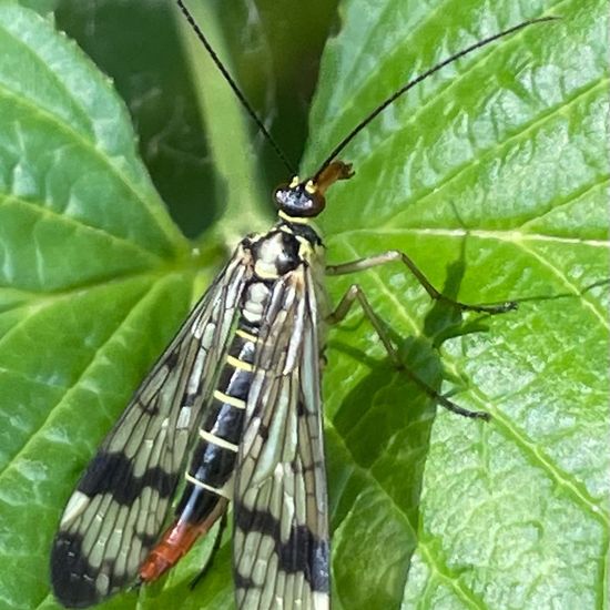 Panorpa communis raehlei: Animal in habitat Park in the NatureSpots App