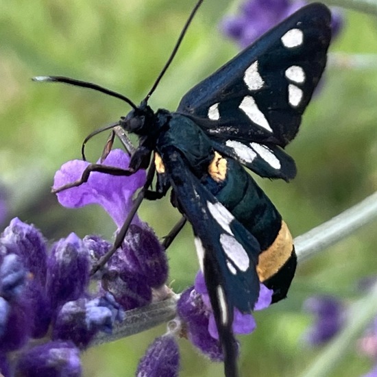 Nine-spotted moth: Animal in habitat Garden in the NatureSpots App