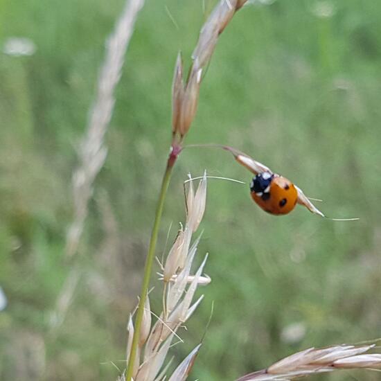 Coccinella magnifica: Animal in habitat Natural Meadow in the NatureSpots App