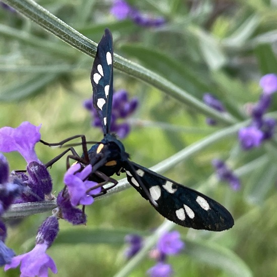 Nine-spotted moth: Animal in habitat Garden in the NatureSpots App