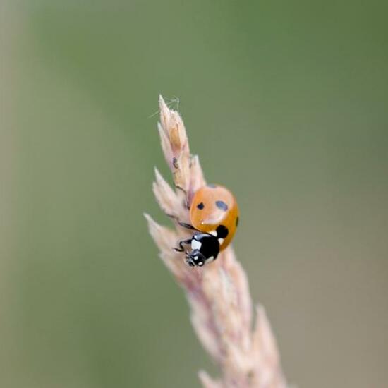 Coccinella septempunctata: Animal in habitat Natural Meadow in the NatureSpots App