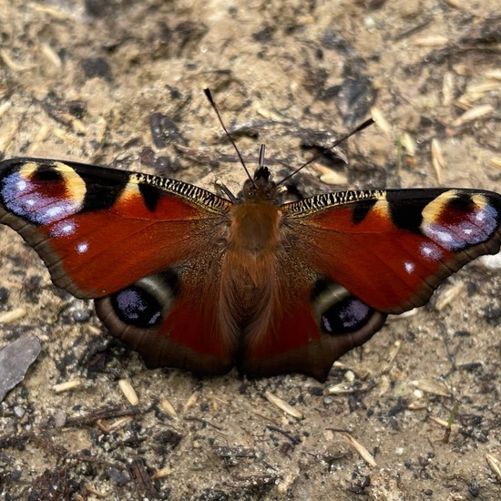 Tagpfauenauge: Tier im Habitat Hinterhof in der NatureSpots App