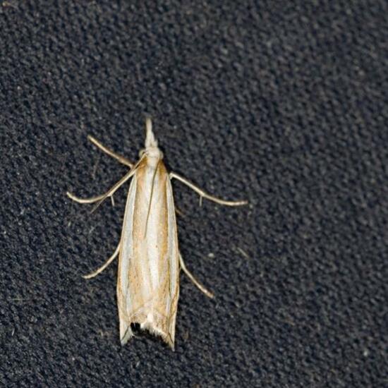 Crambus pascuella: Animal in habitat Garden in the NatureSpots App