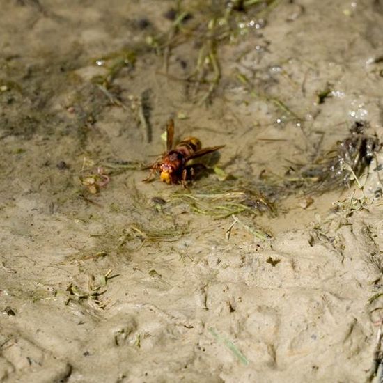 European hornet: Animal in habitat Natural Meadow in the NatureSpots App