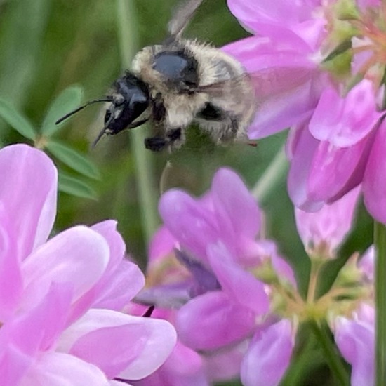 Bombus veteranus: Animal in habitat Garden in the NatureSpots App