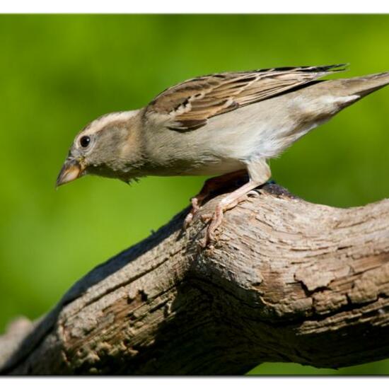 Haussperling: Tier im Habitat Garten in der NatureSpots App