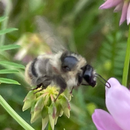 Bombus veteranus: Animal in habitat Garden in the NatureSpots App