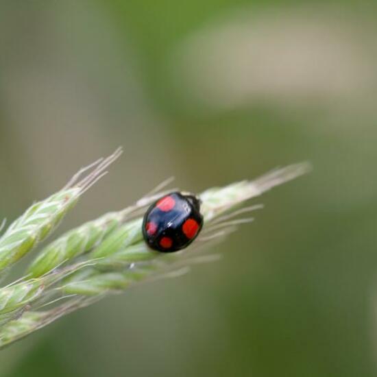 Harmonia axyridis: Animal in habitat Natural Meadow in the NatureSpots App