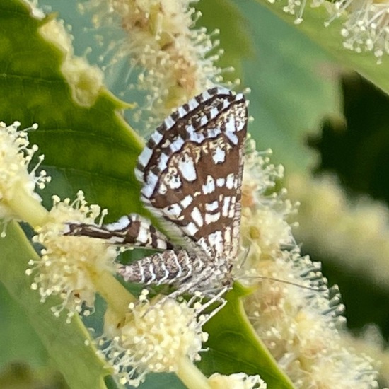 Latticed Heath: Animal in habitat Garden in the NatureSpots App