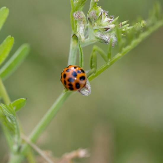 Harmonia axyridis: Animal in habitat Natural Meadow in the NatureSpots App