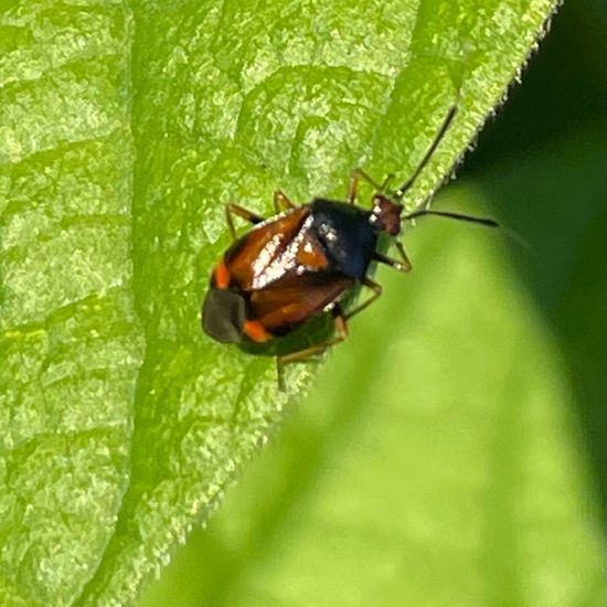 Weichwanzen: Tier im Habitat Garten in der NatureSpots App