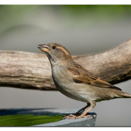 Haussperling: Tier in der Natur in der NatureSpots App