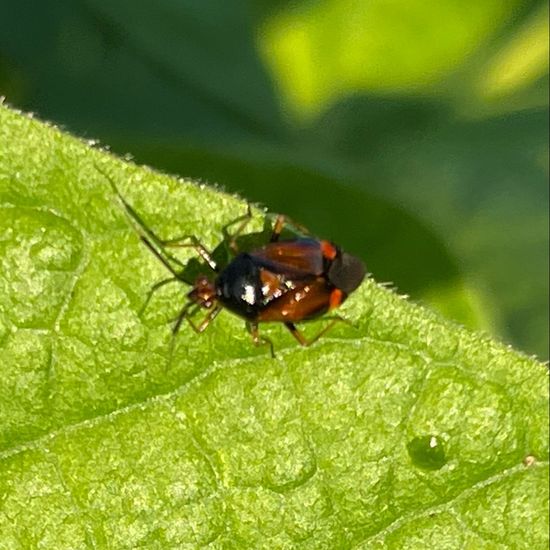 Weichwanzen: Tier im Habitat Garten in der NatureSpots App