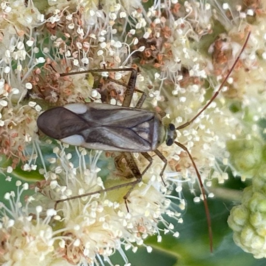 Adelphocoris lineolatus: Animal in habitat Garden in the NatureSpots App