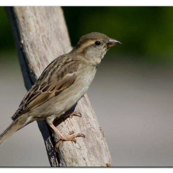 Haussperling: Tier im Habitat Garten in der NatureSpots App