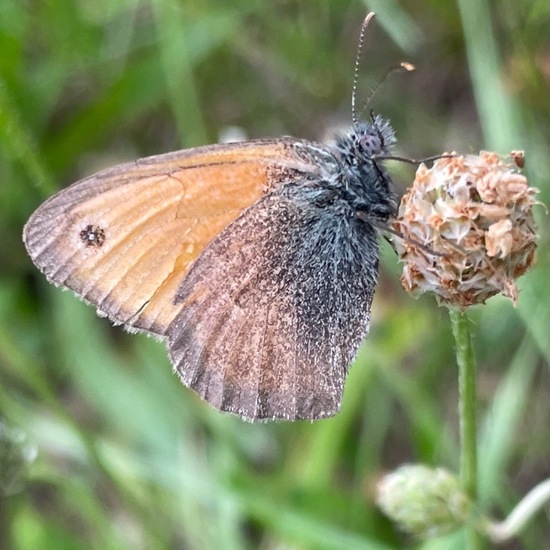 Small Heath: Animal in habitat Garden in the NatureSpots App