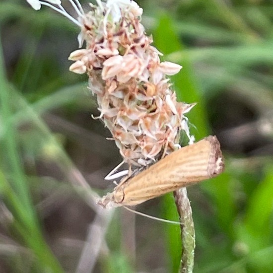 Agriphila straminella: Animal in habitat Garden in the NatureSpots App