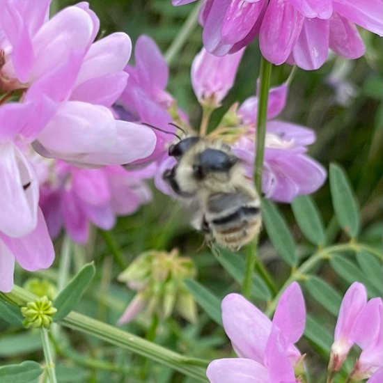 Bombus veteranus: Animal in habitat Garden in the NatureSpots App