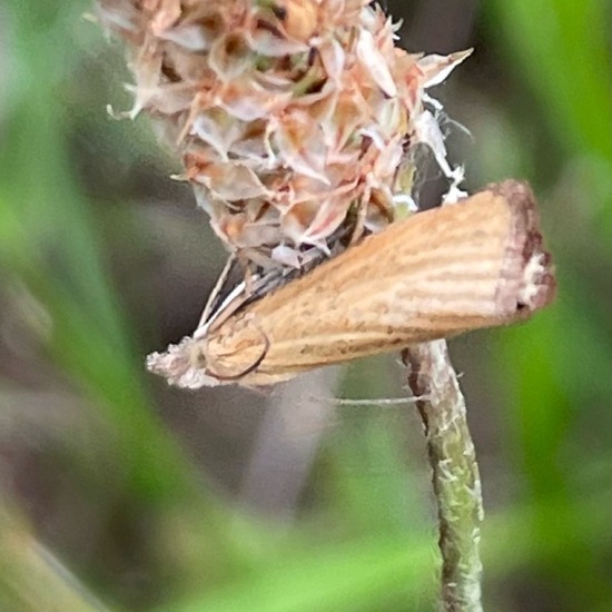 Agriphila straminella: Animal in habitat Garden in the NatureSpots App