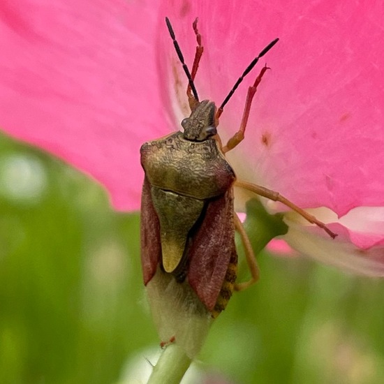 Carpocoris purpureipennis: Animal in habitat Garden in the NatureSpots App