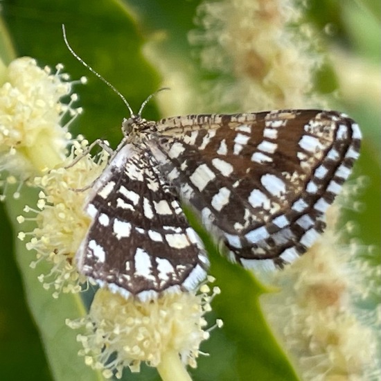 Latticed Heath: Animal in habitat Garden in the NatureSpots App