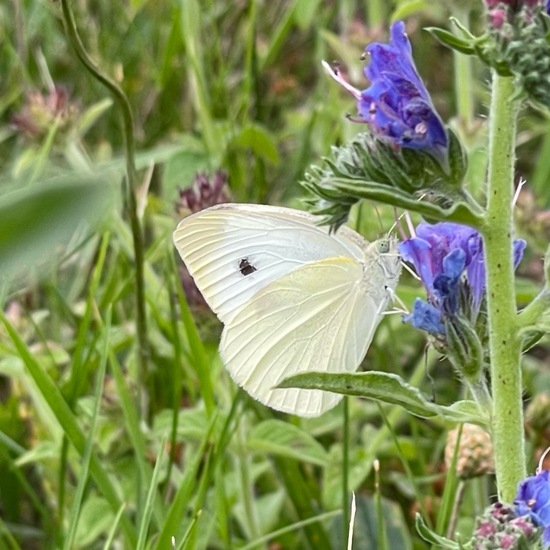 Pieris rapae: Animal in habitat Garden in the NatureSpots App