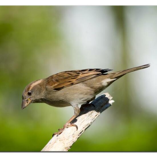 Haussperling: Tier im Habitat Garten in der NatureSpots App