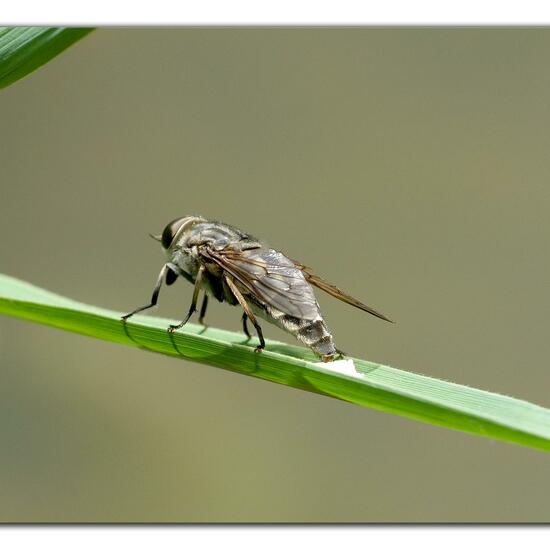 Tabanus autumnalis: Animal in habitat Natural Meadow in the NatureSpots App