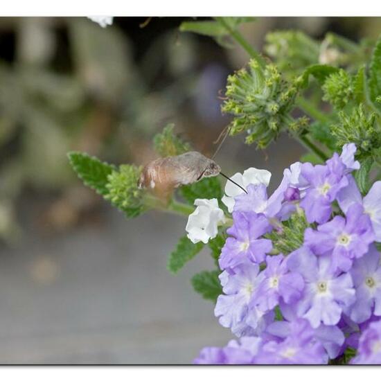 Macroglossum stellatarum: Animal in habitat Garden in the NatureSpots App