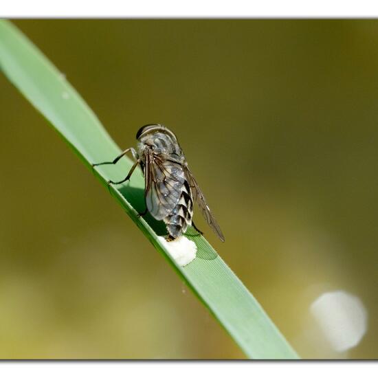 Tabanus autumnalis: Animal in habitat Natural Meadow in the NatureSpots App