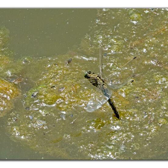 Großer Blaupfeil: Tier im Habitat Teich in der NatureSpots App