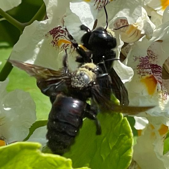 Holzbienen: Tier im Habitat Park in der NatureSpots App