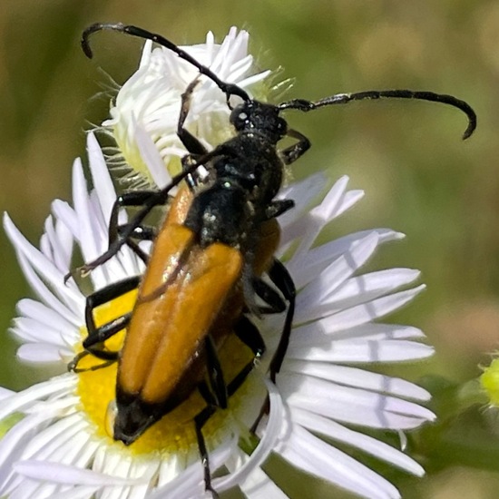 Schwarzspitziger Halsbock: Tier im Habitat Garten in der NatureSpots App