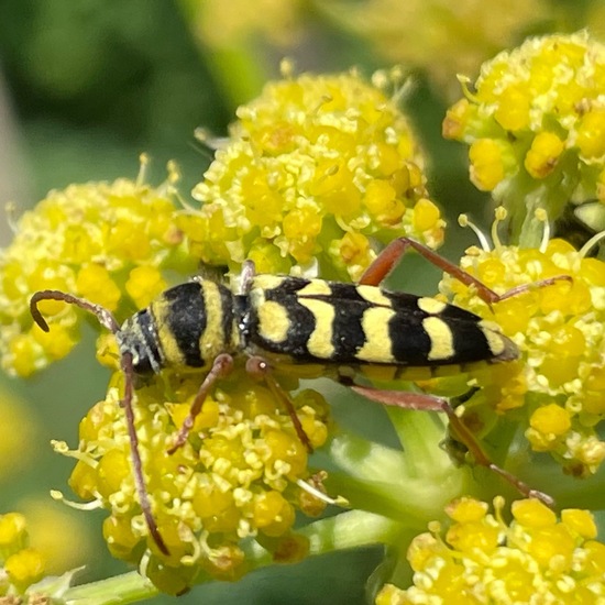 Plagionotus floralis: Tier im Habitat Garten in der NatureSpots App